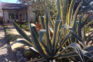 Annandale Vineyard Garden